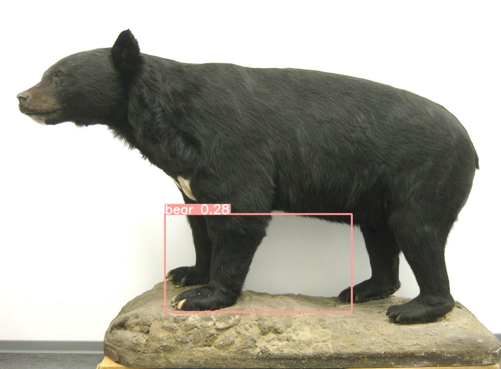 Kragenbär, Präparat auss der Zoologie. Um eine Tatze befindet sich ein rechteckiger Rahmen mit dem korrekten Schlagwort "bear" und einem Confidence-Wert von 28 Prozent.