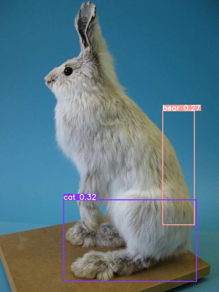 Schneeschuhhase, Präparat aus der Zoologie. Um Teile des Rückens befindet sich ein rechteckiger Rahmen mit dem Schlagwort "bear", die Pfoten werden mit dem Schlagwort "cat" versehen. Dei Wahrscheinlichkeit bei beiden Funden: 27 bzw. 30 Prozent.